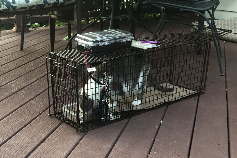 Photo of a cat inside a robo trap for TNR