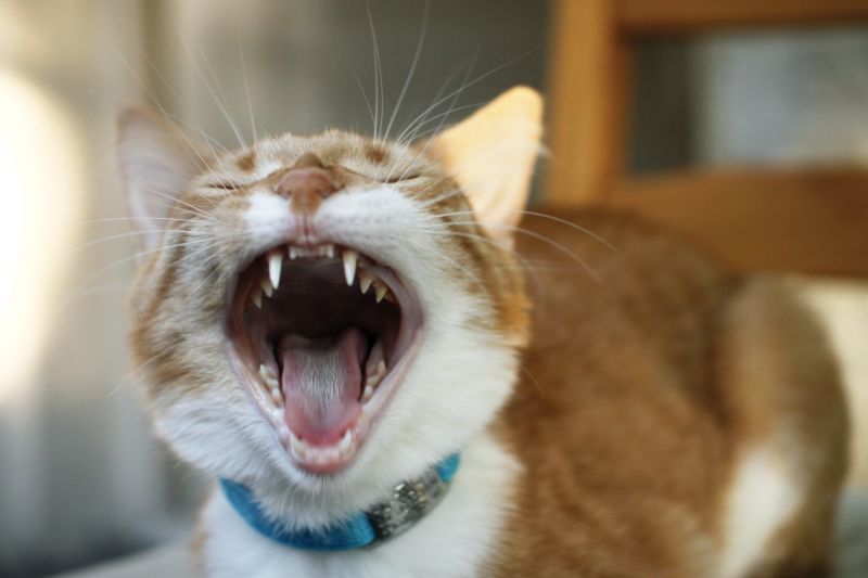 a cat with its mouth open wide mid-yawn