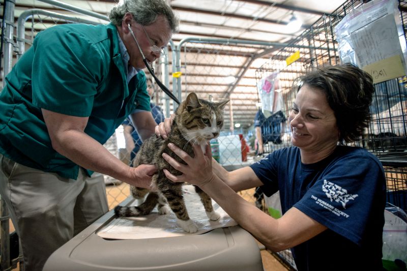 a vet examines a cat while a woman comforts it