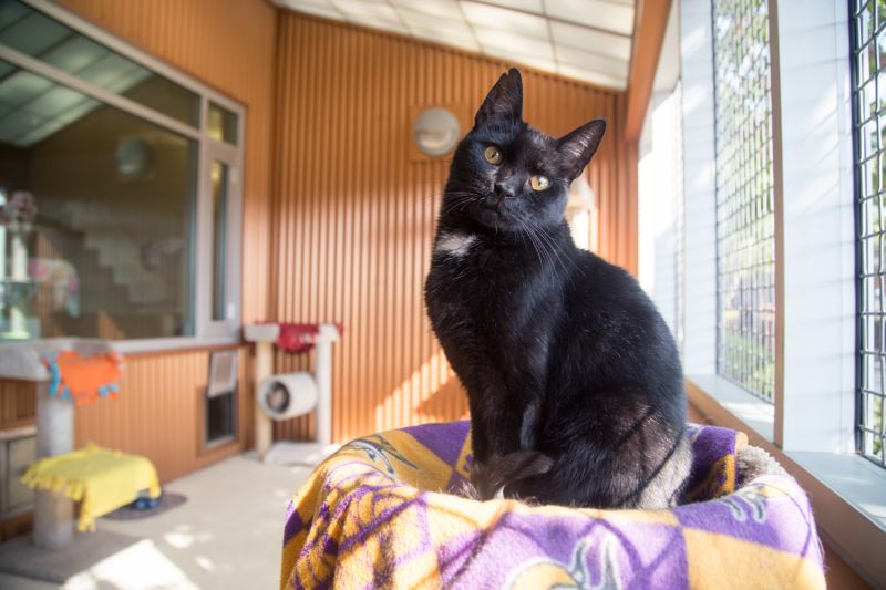 a cat in a play room