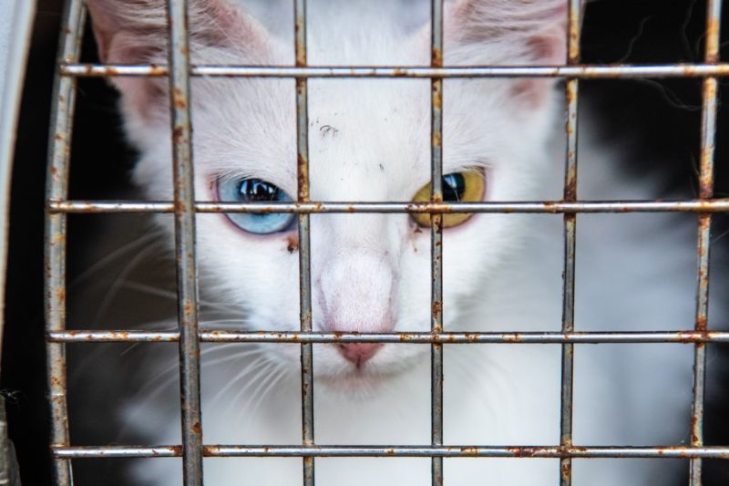 closeup of an odd-eyed cat looking through a crate