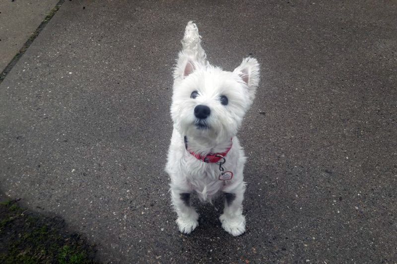 a small white dog looking up at the camera