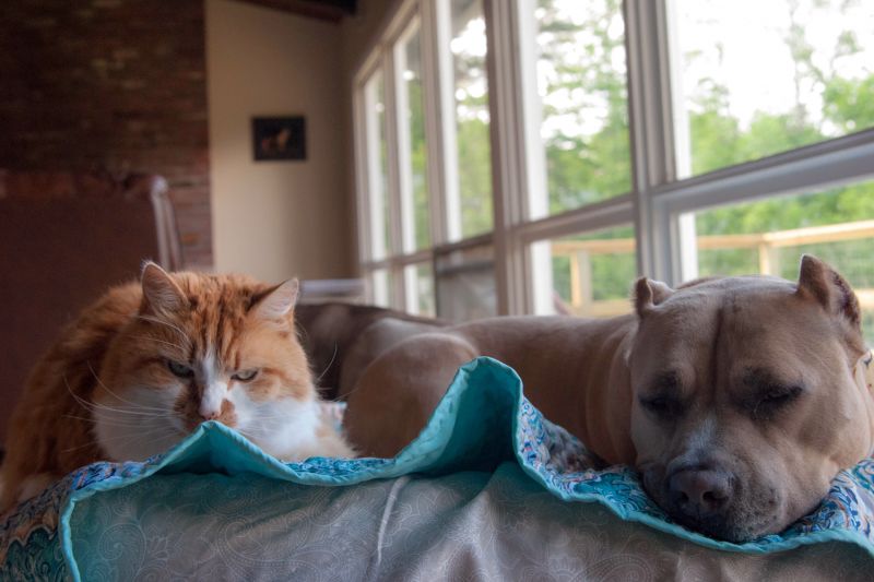 a cat and dog relaxing side by side
