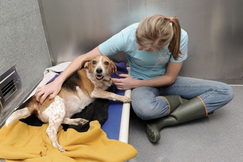 Taking the fear out of sheltering | HumanePro by The Humane Society of the  United States