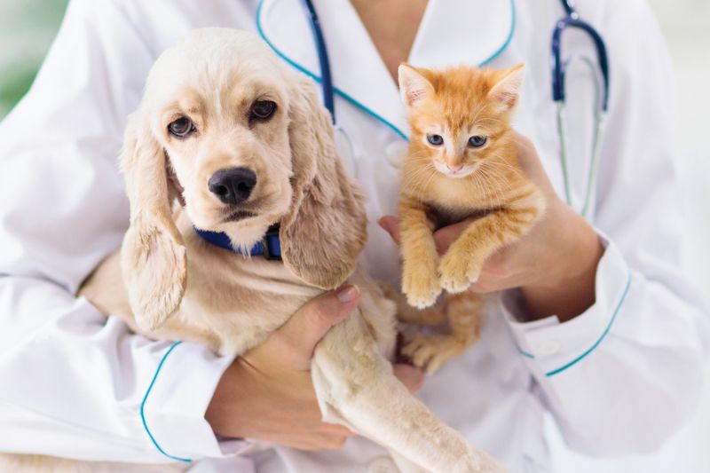 a doctor holding a dog and kitten