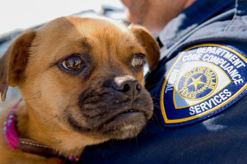 Dallas area law enforcement officer holds puppy outside shelter