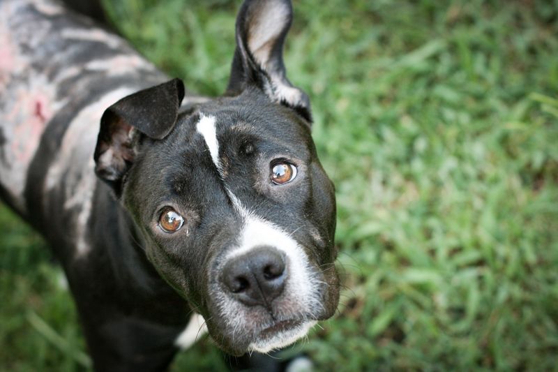 a black and white dog looking up at the camera