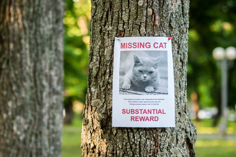 Photo of a missing cat poster on a tree.