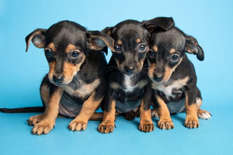 Three small puppies