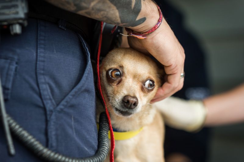 a small dog leaning against the legs of an animal control officer