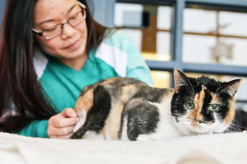 a calico cat in front of its owner