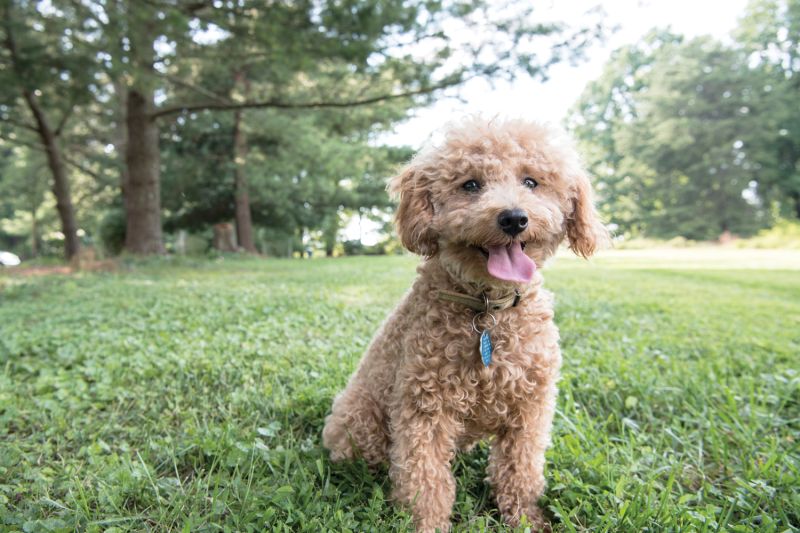 a healthy and happy-looking dog sitting in grass