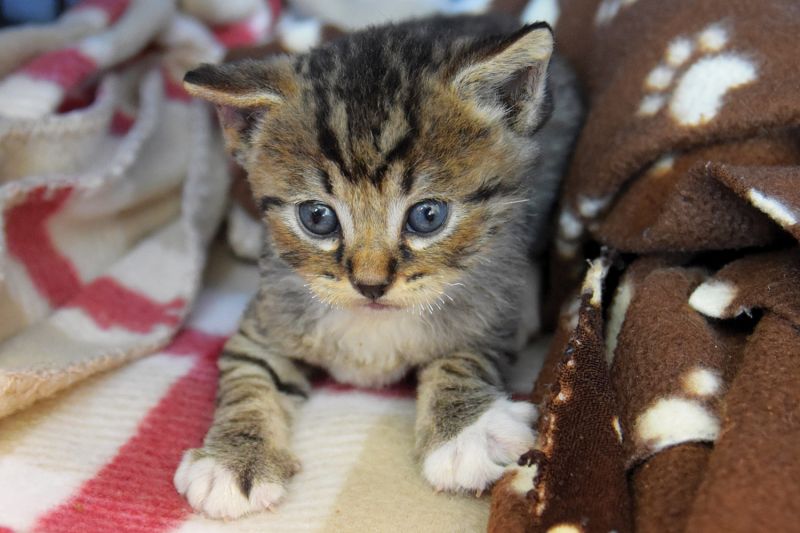 a kitten missing all his whiskers