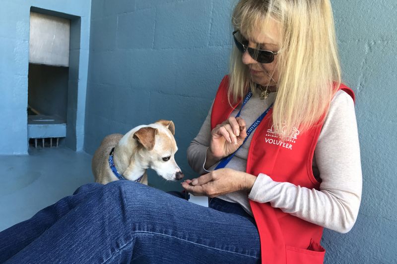 Photo of a shelter volunteer feeding treats to a small dog.