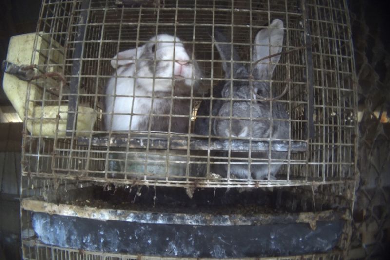 two rabbits in a filthy rusted cage