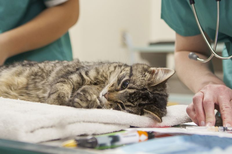 Photo of a cat laying on an operating table surrounded by veterinary surgeons..