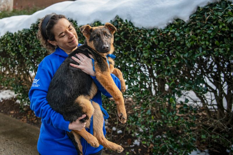 a woman holds a german shepherd type puppy