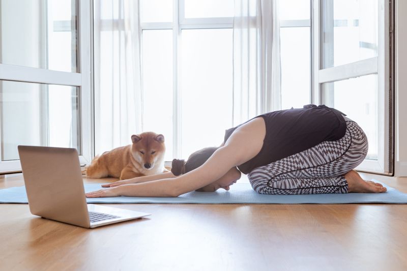 Woman doing yoga at home, watching online videos on laptop, Shiba Inu dog sleeping near her.