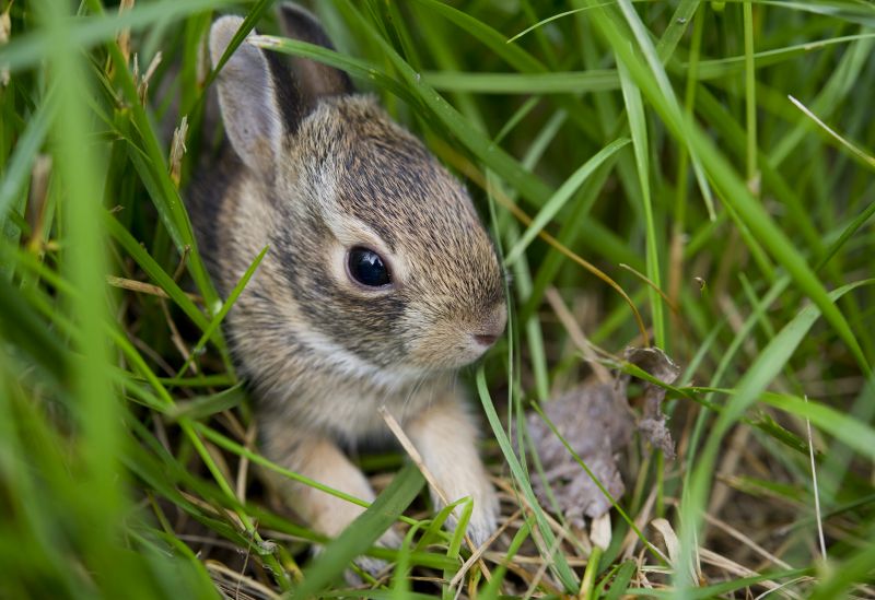 Baby Bunny