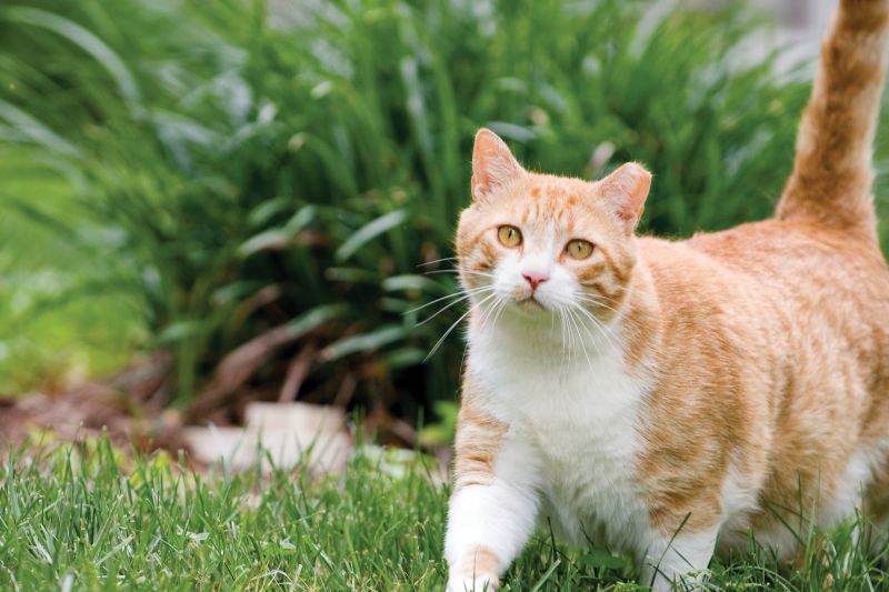 an ear-tipped cat standing in front of a plant