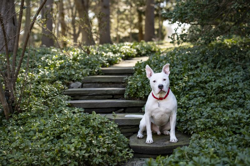 a pit bull type dog sitting on steps amidst ivy