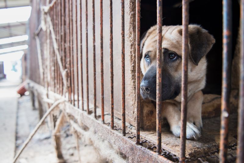 a forlorn looking dog sitting in a rusty cage