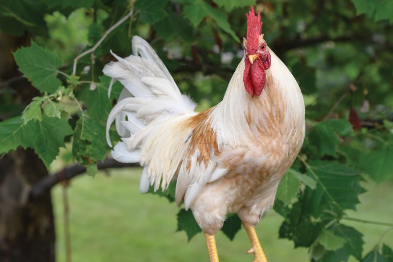 Salt Spring Island 'chicken war' moves to court as rooster owner