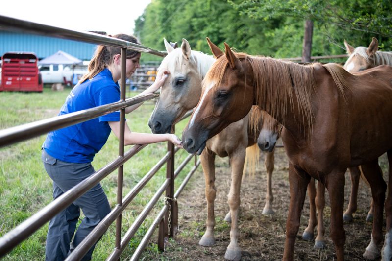 a woman feeds one horse and pets another