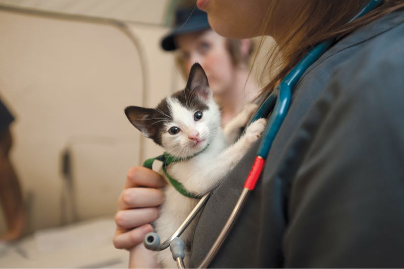 a vet cradles a small kitten to her chest