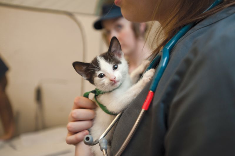 Choosing the Right Cat Carrier  Animal Hospital of North Asheville