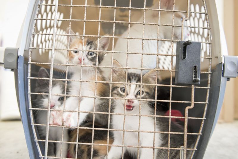 Three calico kittens in a crate