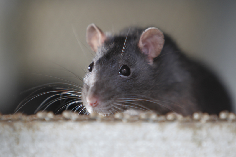 photo of a rat looking over the edge of a cardboard box