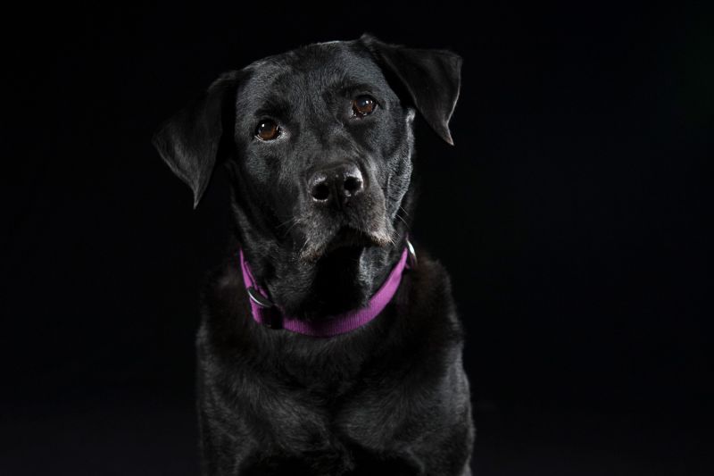 a large black dog in a purple collar