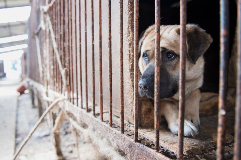 a forlorn looking dog sitting in a rusty cage
