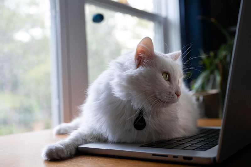 a white cat staring at a laptop screen
