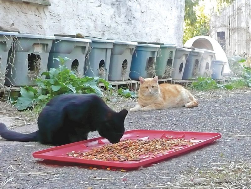 Cats outside eating food
