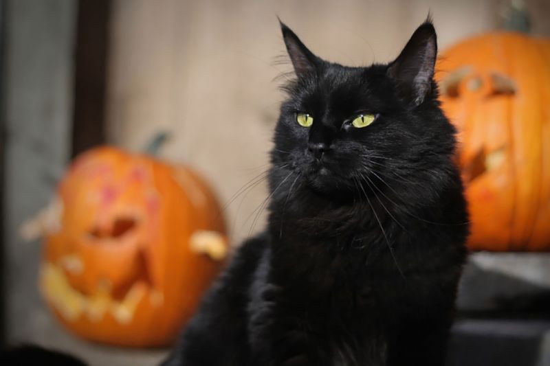 A black cat between jack-o-lanterns