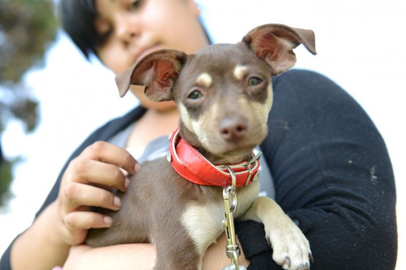 a woman holding a puppy