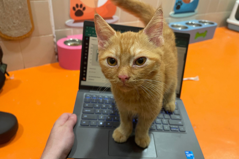 a small cat standing on a laptop