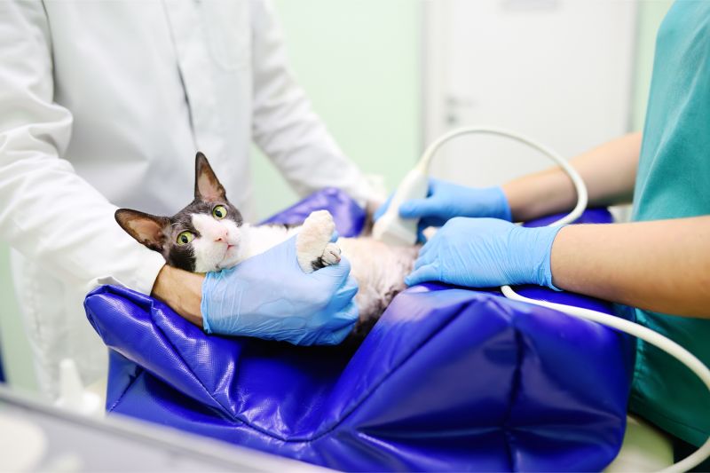 Cat getting an ultrasound scan in vet office
