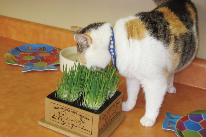 a cat eating grass from a pot