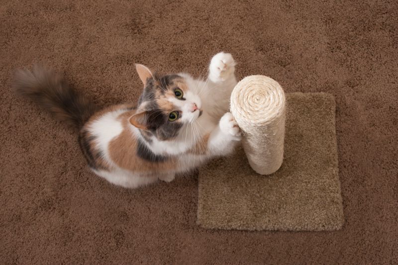 a cat scratching a post