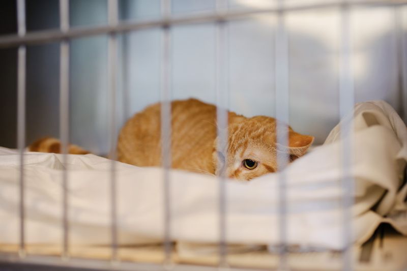 a cat crouching in a kennel