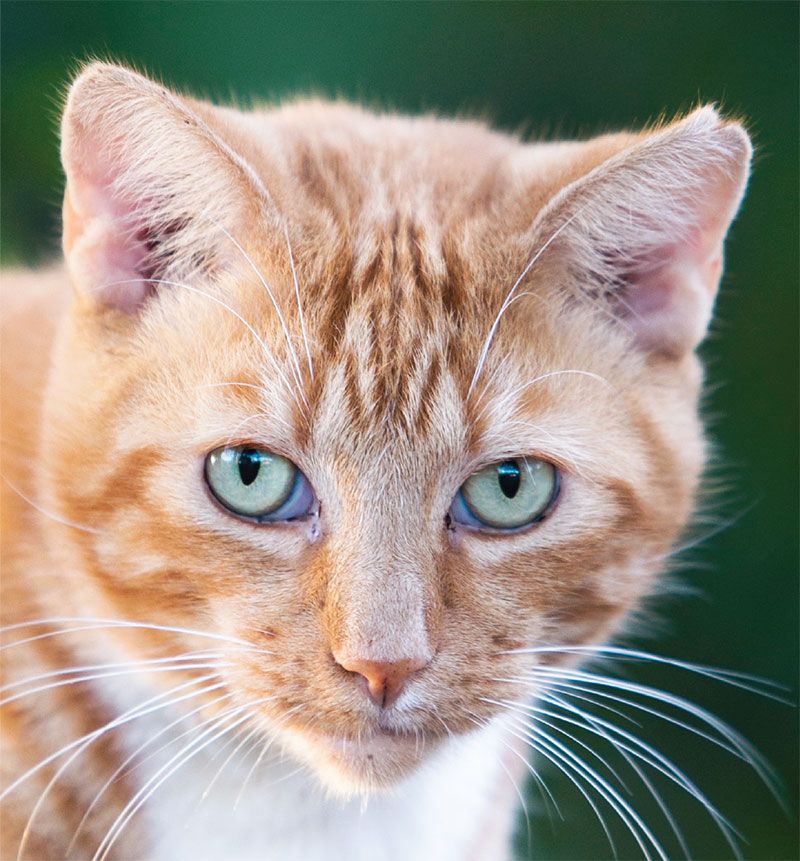 Cat with ear tip