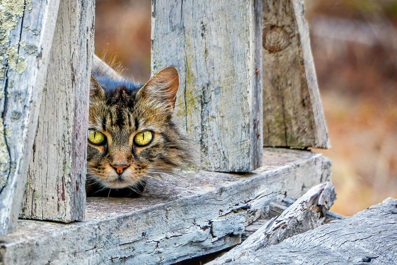 Tabby Cat hiding on a wooden bridge