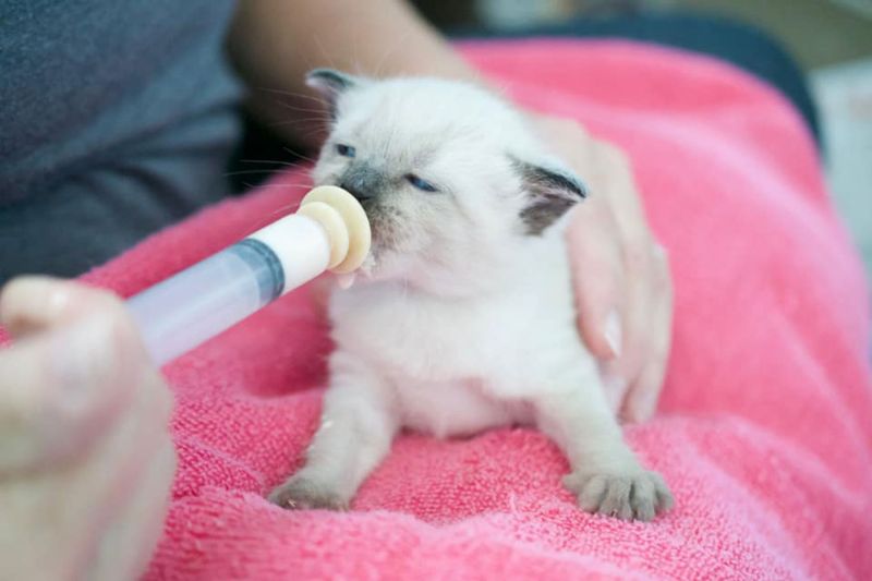a kitten being hand fed by syringe