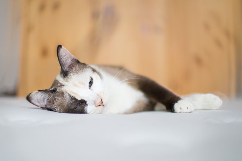 Cat laying down, looking sick. 