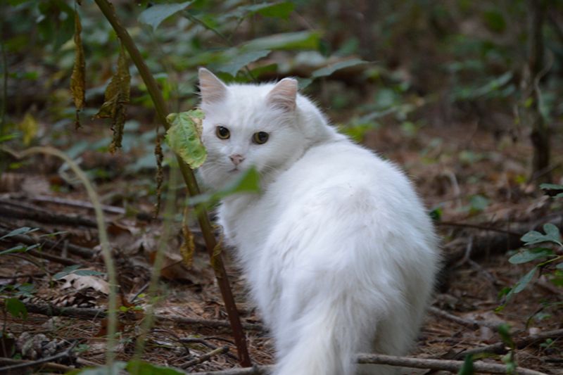 a white ear tipped cat in the woods