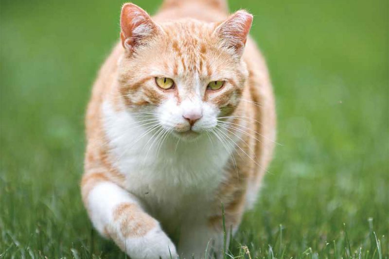 Cat walking on grass