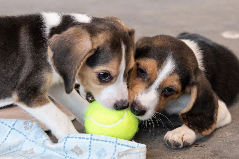 two beagle puppies chewing on a tennis ball